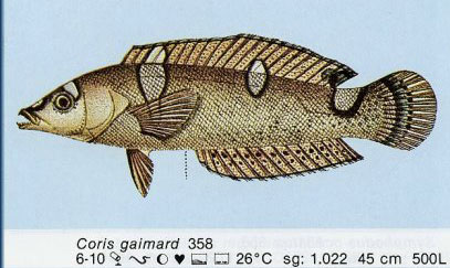 Coris gaimard